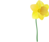 Single Plucked Daffodil Clip Art